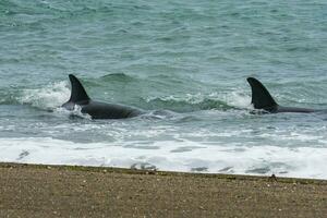 orcas patrulhando a patagônico costa, porto madryn, Patagônia, Argentina foto