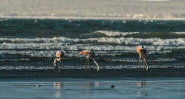flamingos alimentando em uma praia, península valdes, Patagônia, Argentina foto