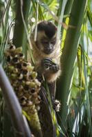 Castanho listrado adornado capuchinho macaco, amazona selva, brasil foto