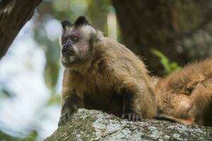 Castanho listrado adornado capuchinho macaco, amazona selva, brasil foto