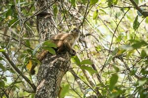 Castanho listrado adornado capuchinho macaco, amazona selva, brasil foto