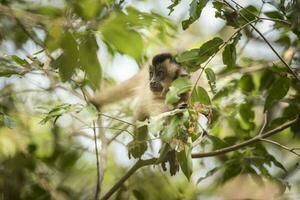 Castanho listrado adornado capuchinho macaco, amazona selva, brasil foto