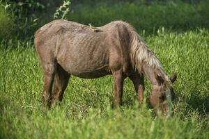 cavalo e branco garças, pantanal , brasil foto