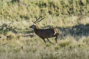 masculino vermelho veado dentro la pampa, Argentina, parque luro, natureza reserva foto