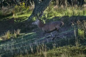 masculino vermelho veado dentro la pampa, Argentina, parque luro, natureza reserva foto