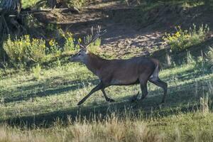 masculino vermelho veado dentro la pampa, Argentina, parque luro, natureza reserva foto