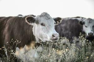 bois e novilhas elevado com natural grama, Argentino carne Produção foto