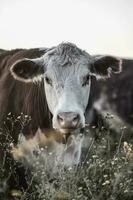 bois e novilhas elevado com natural grama, Argentino carne Produção foto