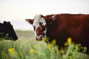 bois e novilhas elevado com natural grama, Argentino carne Produção foto