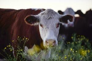 bois e novilhas elevado com natural grama, Argentino carne Produção foto