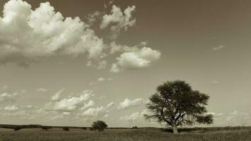 solitário árvore dentro pampas paisagem, Patagônia, Argentina foto