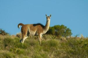 guanacos dentro lihue calel nacional parque, la pampa, Patagônia, Argentina. foto