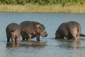 hipopótamo , Kruger nacional parque , África foto