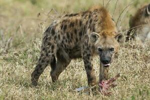 hiena comendo, África foto