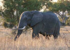 africano elefante, sul África foto