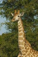 girafa, Kruger nacional parque foto
