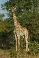 girafa, Kruger nacional parque foto