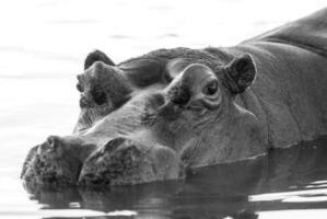 hipopótamo , Kruger nacional parque , África foto