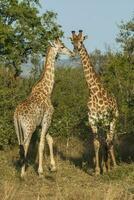 girafa, Kruger nacional parque foto