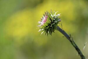 selvagem flor dentro Patagônia, Argentina foto