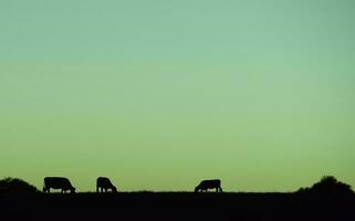 vacas silhuetas pastando, la pampa, Patagônia, Argentina. foto