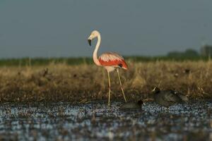 flamingos, patagônia Argentina foto