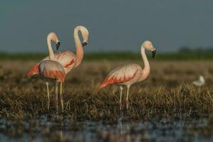 flamingos, patagônia Argentina foto