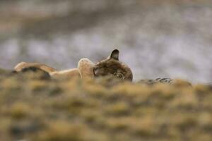 puma , torres del paine nacional parque, Patagônia, Chile foto