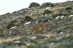 Puma caminhando dentro montanha ambiente, torres del paine nacional parque, Patagônia, Chile. foto