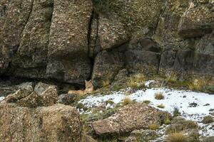 Puma caminhando dentro montanha ambiente, torres del paine nacional parque, Patagônia, Chile. foto