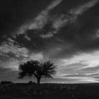 pôr do sol caldeirão árvore paisagem, la pampa província, Patagônia, Argentina. foto