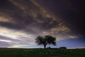 pôr do sol caldeirão árvore paisagem, la pampa província, Patagônia, Argentina. foto