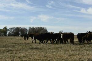 vacas pastar dentro a campo, dentro a pampas simples, Argentina foto