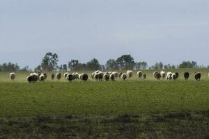 bois e ovelhas alimentado em pasto, la pampa, Argentina foto