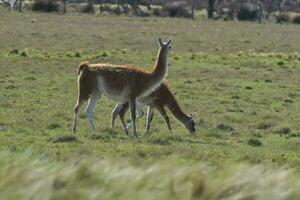 lama animal, , dentro pampas pastagem ambiente, la pampa província, Patagônia, Argentina foto