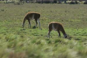 lama animal, , dentro pampas pastagem ambiente, la pampa província, Patagônia, Argentina foto