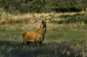 masculino vermelho veado dentro la pampa, Argentina, parque luro, natureza reserva foto