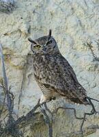 ótimo chifrudo coruja, bubão virginianus nacurutu, Península valdes, Patagônia, Argentina. foto