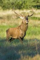 masculino vermelho veado dentro la pampa, Argentina, parque luro, natureza reserva foto