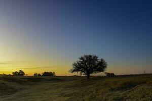 floresceu campo dentro a pampas simples, la pampa província, Patagônia, Argentina. foto