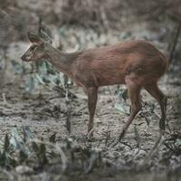 cinzento brocket,mazama gouazoubira,mato grosso, Brasil foto