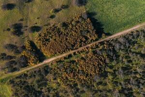 caldeirão floresta paisagem, prosopis caldênia plantas, la pampa província, Patagônia, Argentina. foto