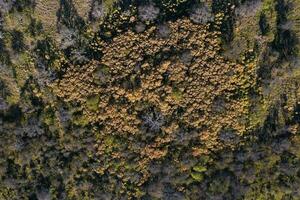 caldeirão floresta paisagem, prosopis caldênia plantas, la pampa província, Patagônia, Argentina. foto