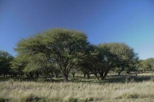 pampas Relva paisagem, la pampa província, Patagônia, Argentina. foto