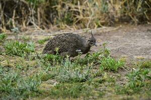 elegante com crista tinamou, eudromia elegantes, pampas pastagem ambiente, la pampa província, Patagônia, Argentina. foto