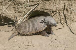 peludo tatu, dentro deserto ambiente, Península valdes, Patagônia, Argentina foto