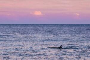 mar panorama com orca, patagônia , Argentina foto