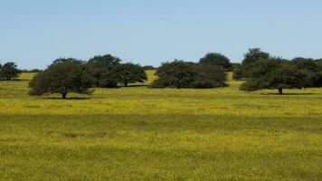 floresceu campo dentro a pampas simples, la pampa província, Patagônia, Argentina. foto