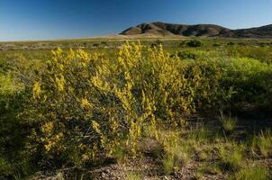 creosote arbusto, lihue calel nacional parque, la pampa, Argentina foto