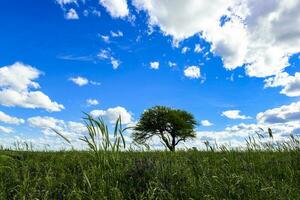 florido paisagem, la pampa, Argentina foto